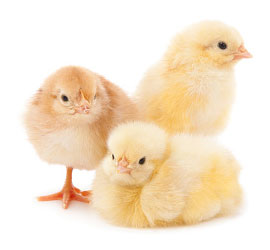 3 chicks