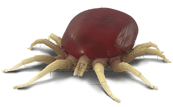 red mite