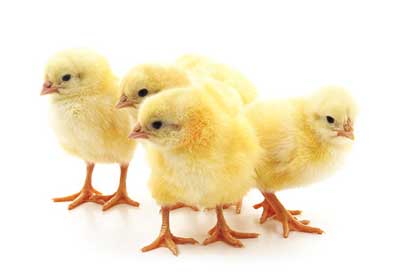 4 chicks