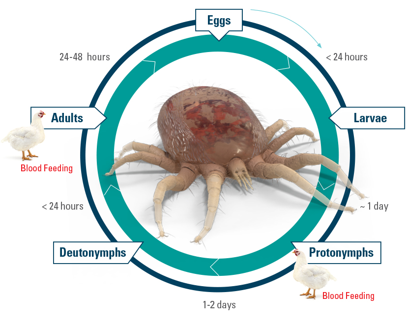 life cycle