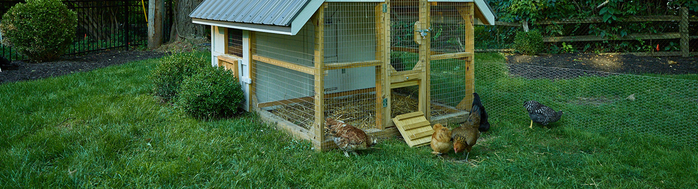 chickens grazing