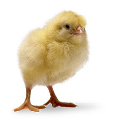 chick