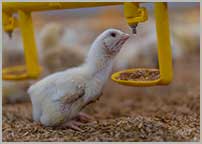 chick feeding