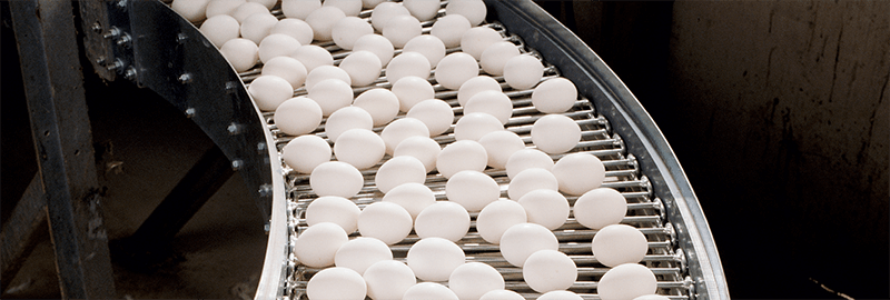 eggs conveyor