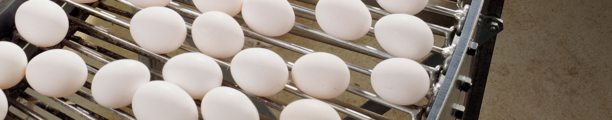 rack of eggs