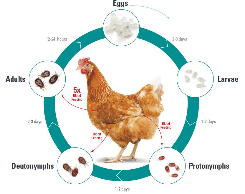 life cycle