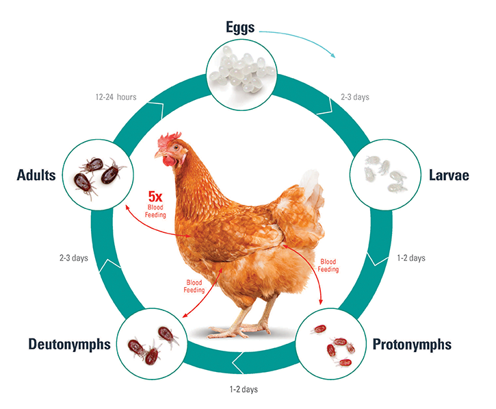 mite_life_cycle