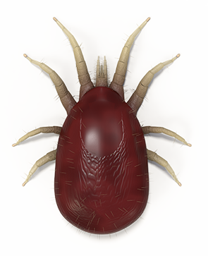 red mite