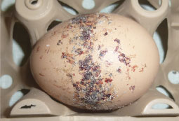 egg with spotting