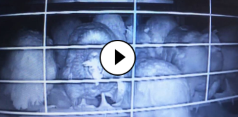 video thumb